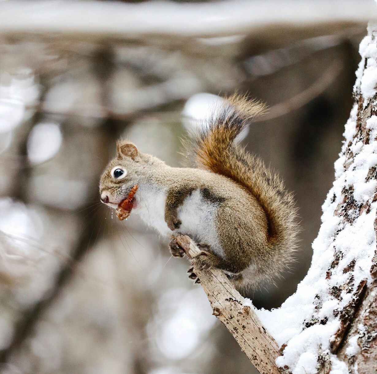 Eichhörnchen an Baum im Schnee