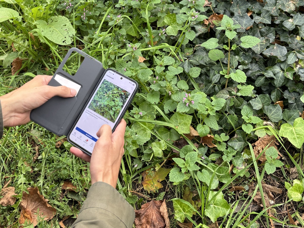 Person fotografiert Pflanze im grünen Unterholz mit Smartphone-App zur Pflanzenbestimmung.